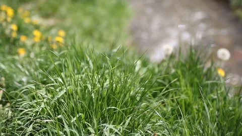 Abstract nature background with reflections in water and blurred fresh grass.  Stock Footage 90371508