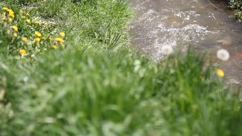 Abstract nature background with reflections in water and blurred fresh grass.  Stock Footage 90371529