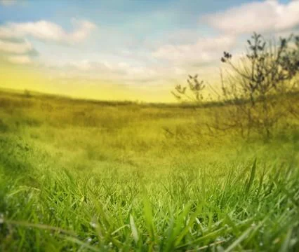 Abstract nature background. Spring grass. Blur background with spring or summ Stock Photos