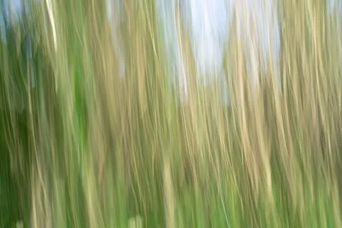 Abstract nature blur using intentional camera movement Stock Photos