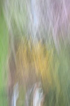 Abstract nature blur using intentional camera movement Stock Photos