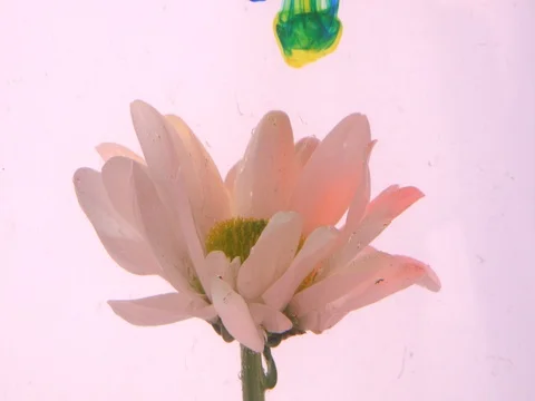 Abstract nature concept with adding color to white daisy flower Stock Footage 74078127