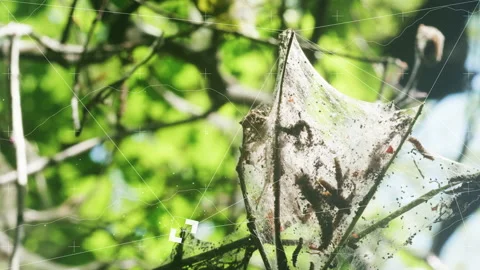 Abstract nature concept, ideas inspired by nature Stock Footage 155798277