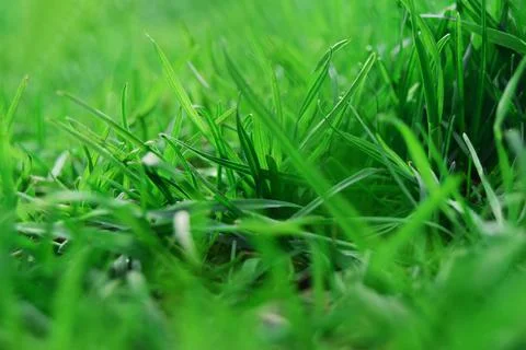 Abstract nature defocused background. Close-up of fresh green grass, selectiv Stock Photos