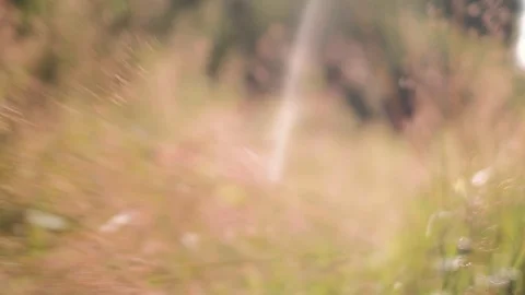 Abstract nature forest grass background Stock Footage 92877306