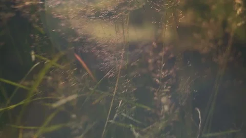 Abstract nature forest grass background Stock Footage 92877334
