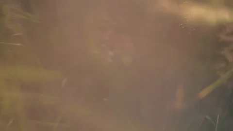 Abstract nature forest grass background Stock Footage 92877345