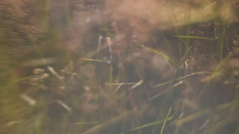 Abstract nature forest grass background Stock Footage 92887985