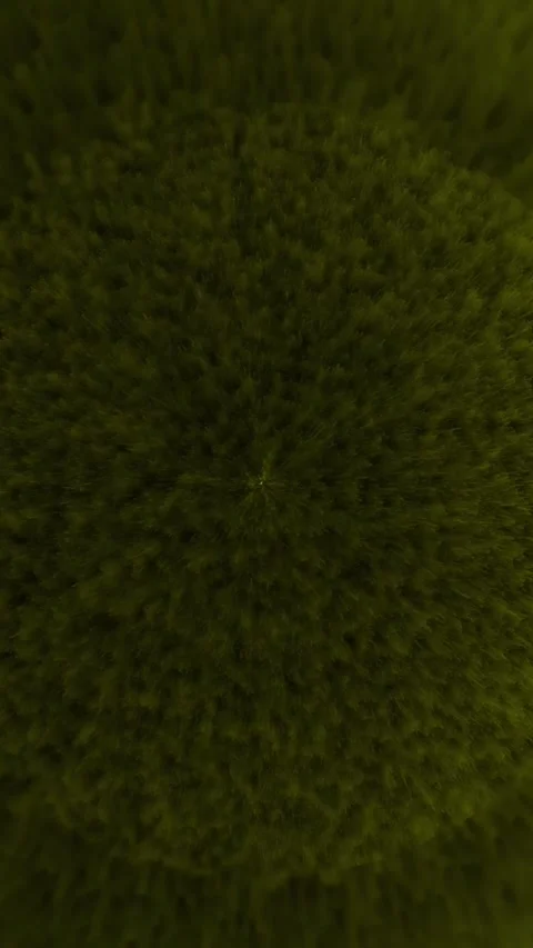 Abstract nature grass field vertical video olive green texture seamless loo.. Stock Footage 344285468