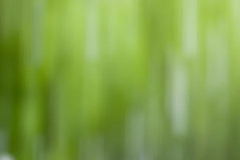Abstract nature green background. Empty green bokeh and green leaf background Fotos Stock