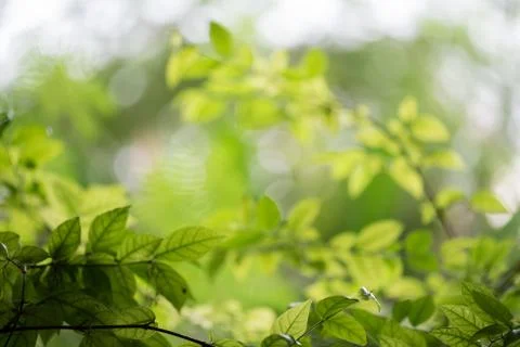 Abstract, nature Green leaf background and beautiful wallpaper. Stock Photos