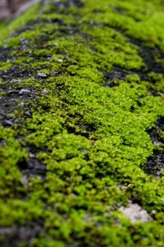 Abstract, nature Green leaf background and beautiful wallpaper. Stock Photos