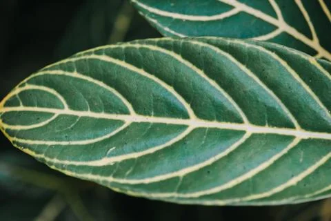 Abstract, nature Green leaf background and beautiful wallpaper. Stock Photos