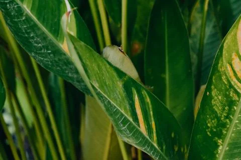 Abstract, nature Green leaf background and beautiful wallpaper. Stock Photos