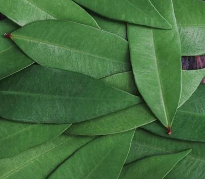 Abstract, nature Green leaf background and beautiful wallpaper. Stock Photos