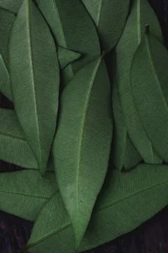 Abstract, nature Green leaf background and beautiful wallpaper. Stock Photos
