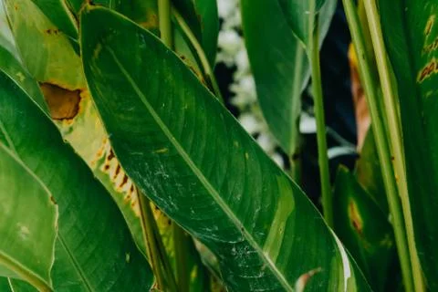 Abstract, nature Green leaf background and beautiful wallpaper. Stock Photos