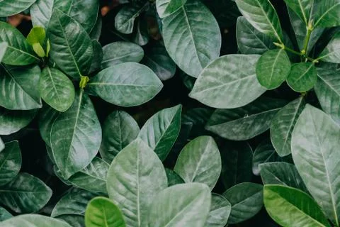 Abstract, nature Green leaf background and beautiful wallpaper. Stock Photos