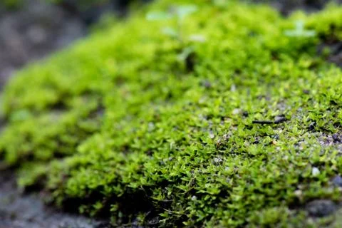 Abstract, nature Green leaf background and beautiful wallpaper. Stock Photos