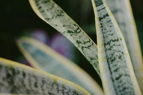 Abstract, nature Green leaf background and beautiful wallpaper. Stock Photos