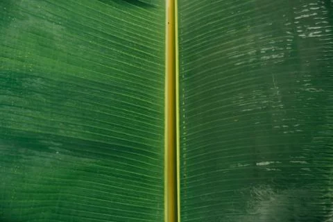 Abstract, nature Green leaf background and beautiful wallpaper. Stock Photos