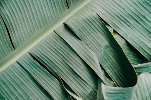 Abstract, nature Green leaf background and beautiful wallpaper. Stock Photos