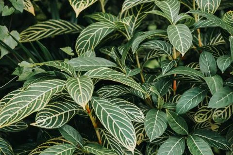 Abstract, nature Green leaf background and beautiful wallpaper. Stock Photos