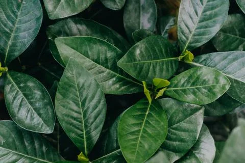 Abstract, nature Green leaf background and beautiful wallpaper. Stock Photos