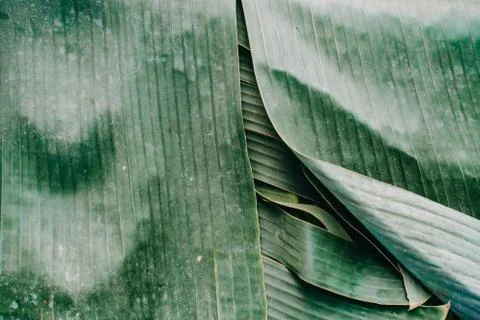 Abstract, nature Green leaf background and beautiful wallpaper. Stock Photos