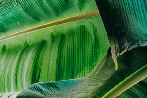 Abstract, nature Green leaf background and beautiful wallpaper. Stock Photos