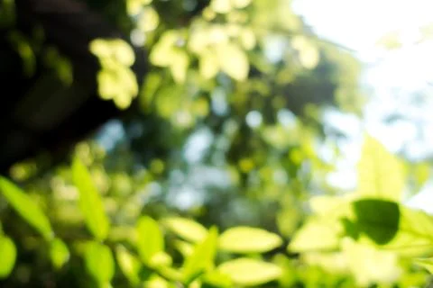 Abstract, nature Green leaf background and beautiful wallpaper. Stock Photos