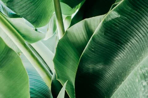 Abstract, nature Green leaf background and beautiful wallpaper. 스톡 사진