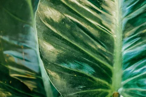 Abstract, nature Green leaf background and beautiful wallpaper. Stock Photos