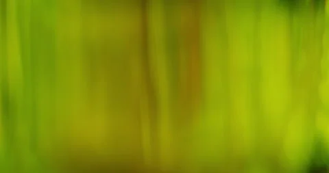 Abstract nature Light and Sunny Green Background with Moving Bokeh Stock Footage 341339005