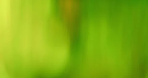 Abstract nature Light and Sunny Green Background with Moving Bokeh Stock Footage 341340007