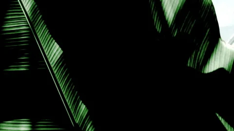 Abstract Nature: The Play of Light and Darkness on Large Leaves Stock Footage 302948732