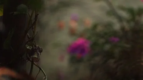 Abstract Nature Scene with Dark Foreground and Soft Floral Bokeh Stock Footage 325716148