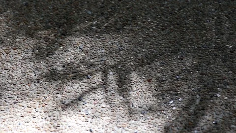 Abstract nature. Shadow of monastery bamboo leaves on gravel floor Stock Footage 115078898