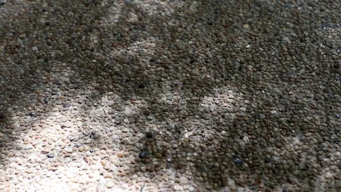 Abstract nature. Shadow of monastery bamboo leaves on gravel floor Stock Footage 122024811