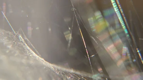 Abstract nature spider web shimmering in the breeze study of texture, light V1 Stock Footage 88438875