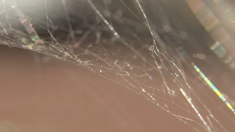 Abstract nature spider web shimmering in the breeze study of texture, light, v2 Stock Footage 88438878