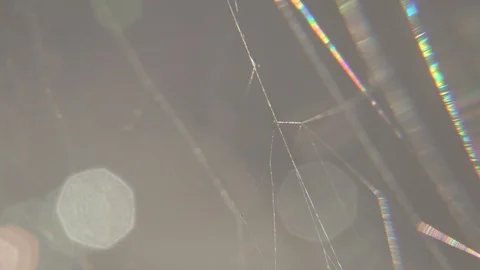 Abstract nature spider web shimmering in the breeze study of texture, light, v3 Stock Footage 88438892