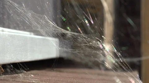 Abstract nature spider web shimmering in the breeze study of texture, light, v4 Stock Footage 88438945