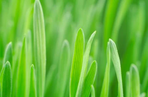 Abstract Nature spring Background. Bright green sprouts of wheat Stock Photos