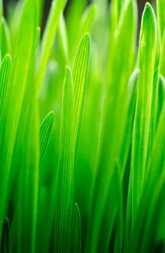Abstract Nature spring Background. Bright green sprouts of wheat Stock Photos