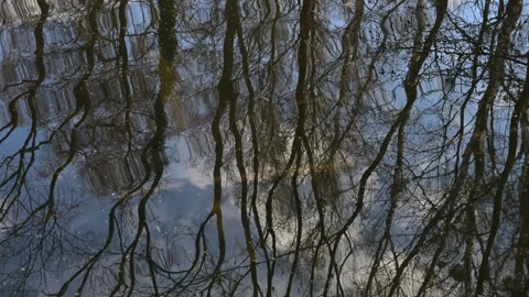 Abstract nature texture of bare tree branches and blue sky  Stock Footage 331663893