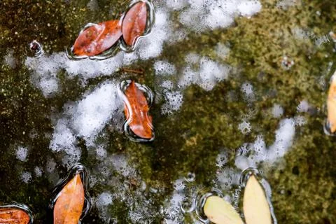 Abstract nature texture of floating leaves and ripples on a mossy water surface Stock Photos