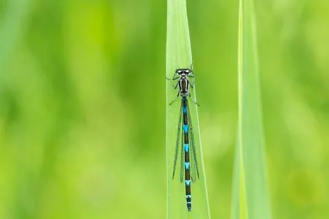 Abstract nature variable damselfly Stock-Fotos