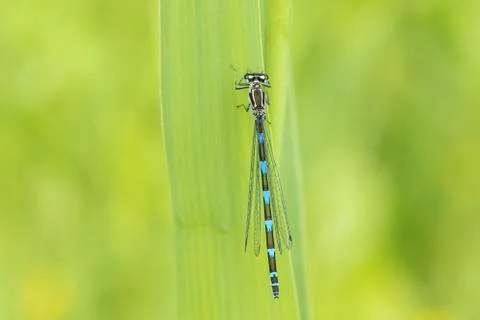 Abstract nature variable damselfly Stock-Fotos