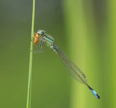 Abstract nature variable damselfly with prey Stock-Fotos